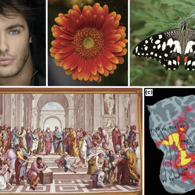 Is Beauty in the Eye of the Beholder or an Objective Truth? A Neuroscientific Answer